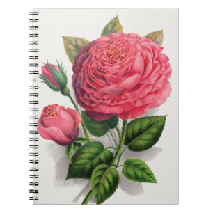 Illustratie van roze vintage roos notitieboek