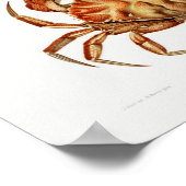  illustratie van schelpdieren poster (Hoek)