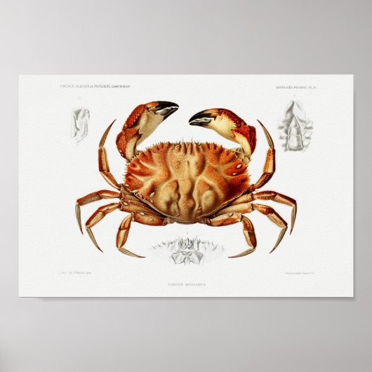  illustratie van schelpdieren poster (Voorkant)