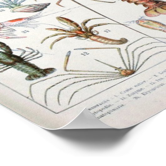  illustratie van schelpdieren poster (Hoek)