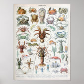  illustratie van schelpdieren poster (Voorkant)