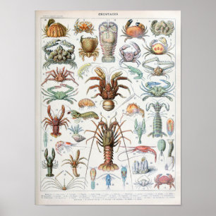  illustratie van schelpdieren poster