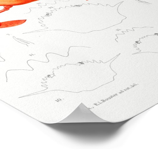 illustratie van schelpdieren poster (Hoek)