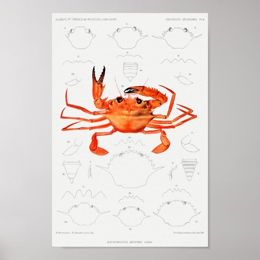  illustratie van schelpdieren poster (Voorkant)