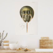  illustratie van schelpdieren poster (Keuken)