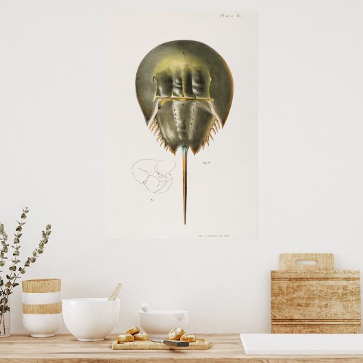  illustratie van schelpdieren poster (Keuken)