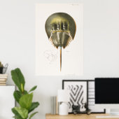  illustratie van schelpdieren poster (Thuiskantoor)