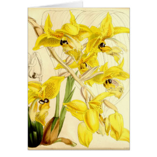 Illustratie van Stanhopea wardii