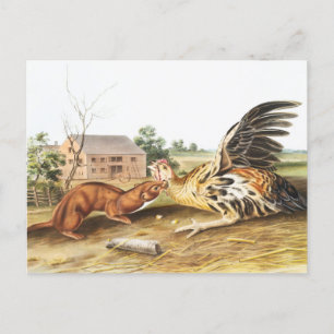 Illustratie van Tawny Weasel (Putorius fuscus) Briefkaart