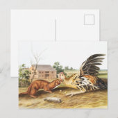 Illustratie van Tawny Weasel (Putorius fuscus) Briefkaart (Voorkant / Achterkant)