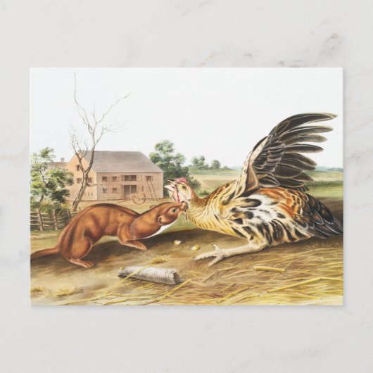 Illustratie van Tawny Weasel (Putorius fuscus) Briefkaart (Voorkant)