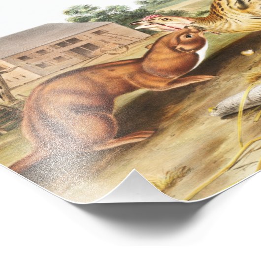 Illustratie van Tawny Weasel (Putorius fuscus) Foto Afdruk (Hoek)