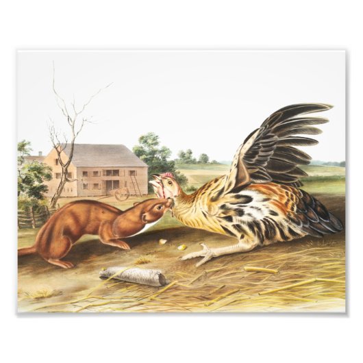 Illustratie van Tawny Weasel (Putorius fuscus) Foto Afdruk (Voorkant)