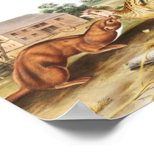 Illustratie van Tawny Weasel (Putorius fuscus) Poster (Hoek)