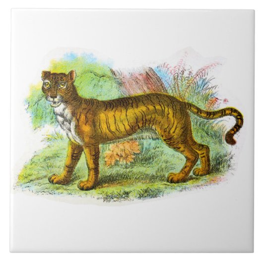 Illustratie van tijger of tijger van leeuw tegeltje (Voorkant)