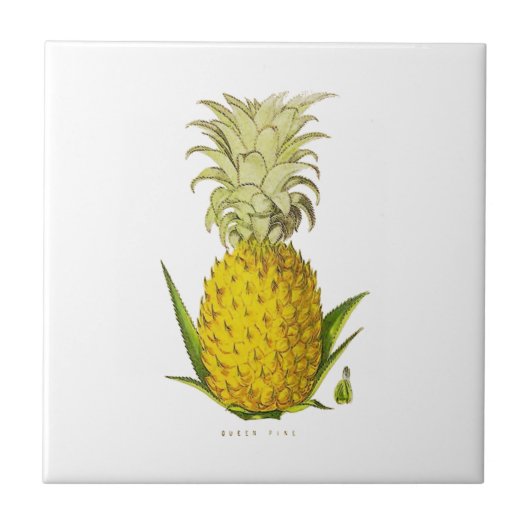  illustratie van tropische ananas tegeltje (Voorkant)