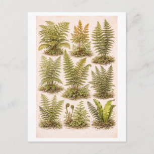 Illustratie van varens in vintage stijl briefkaart