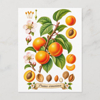 Illustratie van Vintage Botanische Abrikoos Briefkaart