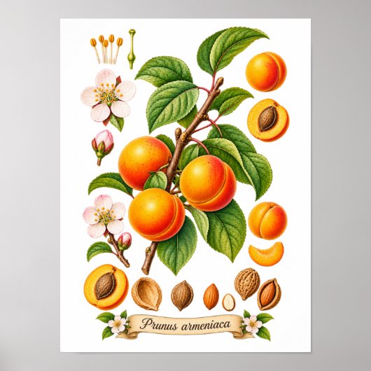 Illustratie van Vintage Botanische Abrikoos Poster (Voorkant)