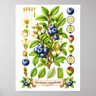Illustratie van vintage botanische blauwe bes poster