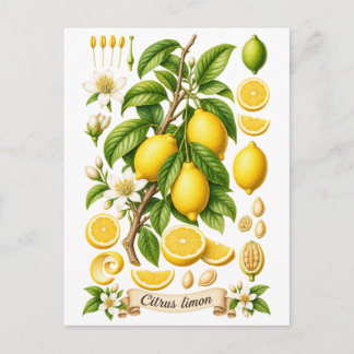 Illustratie van vintage botanische citroen briefkaart