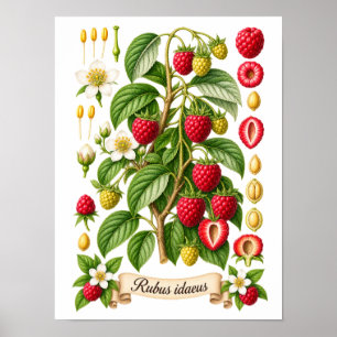 Illustratie van Vintage Botanische Framboos Poster