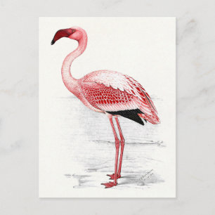 Illustratie van vintage flamingo briefkaart