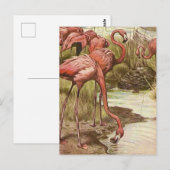 Illustratie van vintage flamingo briefkaart (Voorkant / Achterkant)