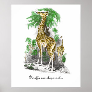 Illustratie van vintage giraffe Giraffa camelopar Poster