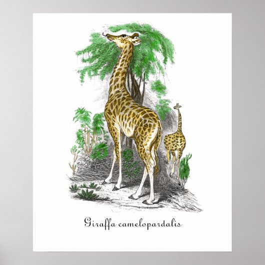 Illustratie van vintage giraffe Giraffa camelopar Poster (Voorkant)
