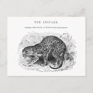 Illustratie van vintage luipaard in het wild briefkaart