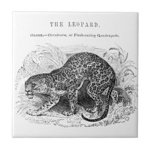 Illustratie van vintage luipaard in het wild tegeltje