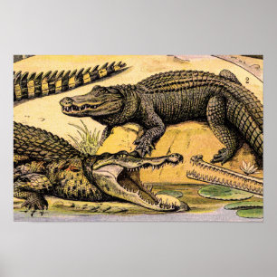 Illustratie van vintage reptielen door Adolphe Mil Poster
