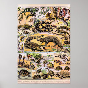 Illustratie van vintage reptielen door Adolphe Mil Poster