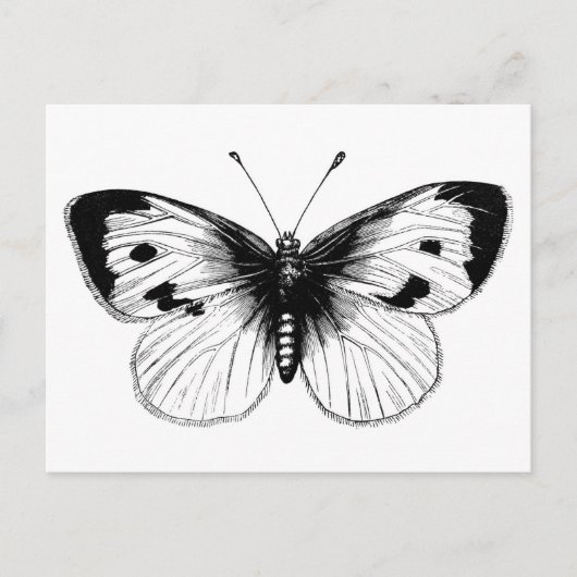 Illustratie van vlinder op witte kool uit vroeger briefkaart (Voorkant)