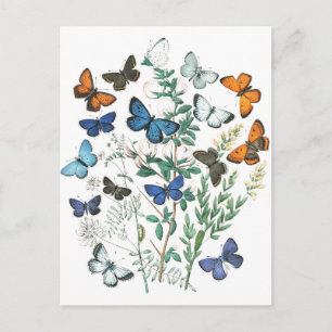 Illustratie van vlinders in vintage stijl briefkaart
