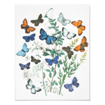 Illustratie van vlinders in vintage stijl