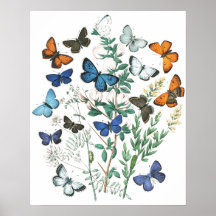 Illustratie van vlinders in vintage stijl