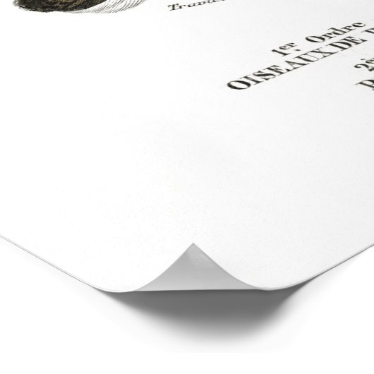 illustratie van vogels poster (Hoek)