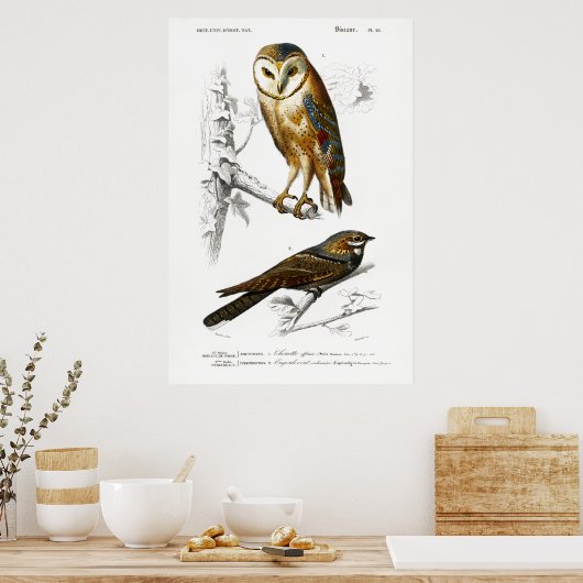 illustratie van vogels poster (Keuken)