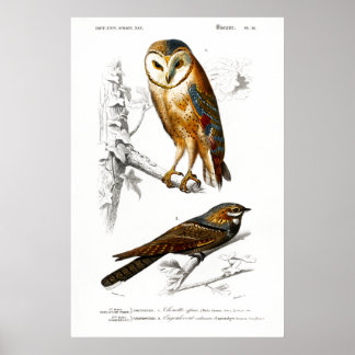 illustratie van vogels poster
