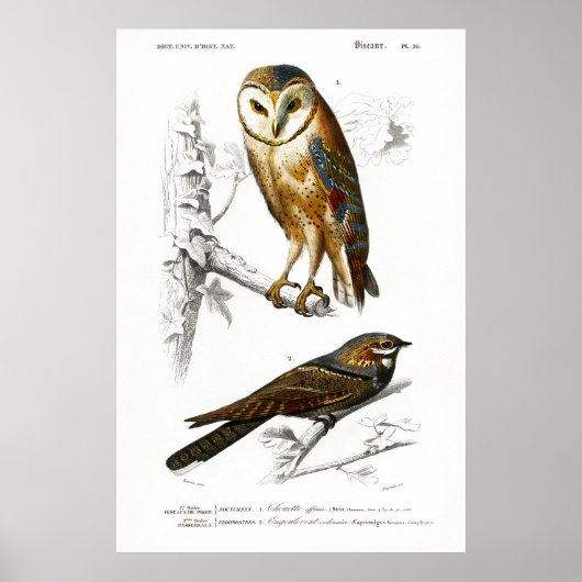 illustratie van vogels poster (Voorkant)
