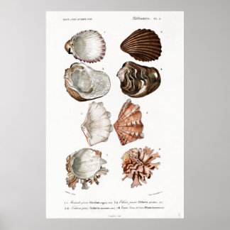illustratie van weekdieren poster