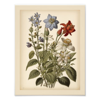 Illustratie van wilde bloemen in vintage stijl foto afdruk