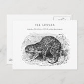 illustratie van wilde dieren in de luipaard briefkaart (Voorkant / Achterkant)