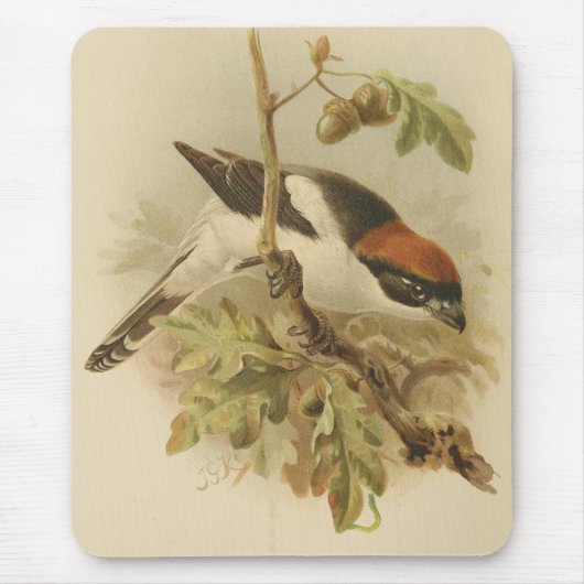 illustratie van Woodchat Shrike Muismat (Voorkant)