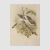  illustratie van Woodchat Shrike Tissuepapier (Voorkant)