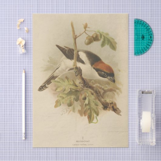  illustratie van Woodchat Shrike Tissuepapier (Craft)