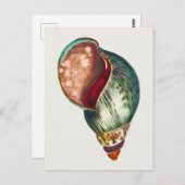 Illustratie van  Zee Shell door George Shaw Briefkaart (Voorkant / Achterkant)