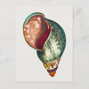 Illustratie van  Zee Shell door George Shaw Briefkaart